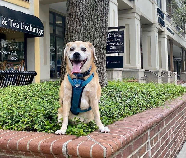 32 LowCost Dog Breeds That Shouldn’t Burn A Hole In Your Pocket The