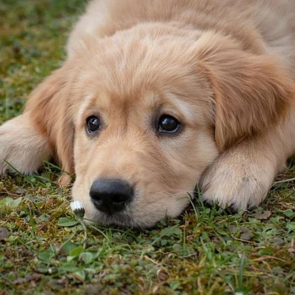 What You Need To Know About Giardia In Puppies? Causes And Treatment The Goody Pet