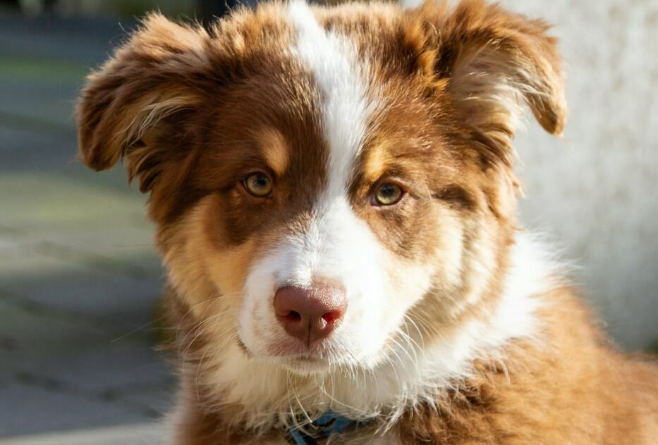 Red Merle Australian Shepherd Your Complete Breed Guide The Goody Pet