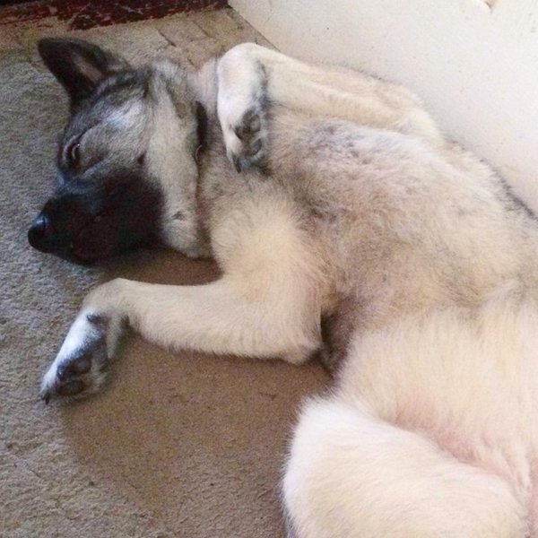 Do Dogs Throw Up When Pregnant? 12 Other Signs Of Pregnancy The Goody Pet