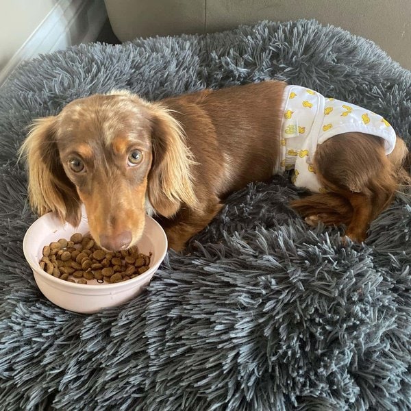 When Do Dogs Stop Going Into Heat? The Last Heat Cycle In Female Dogs