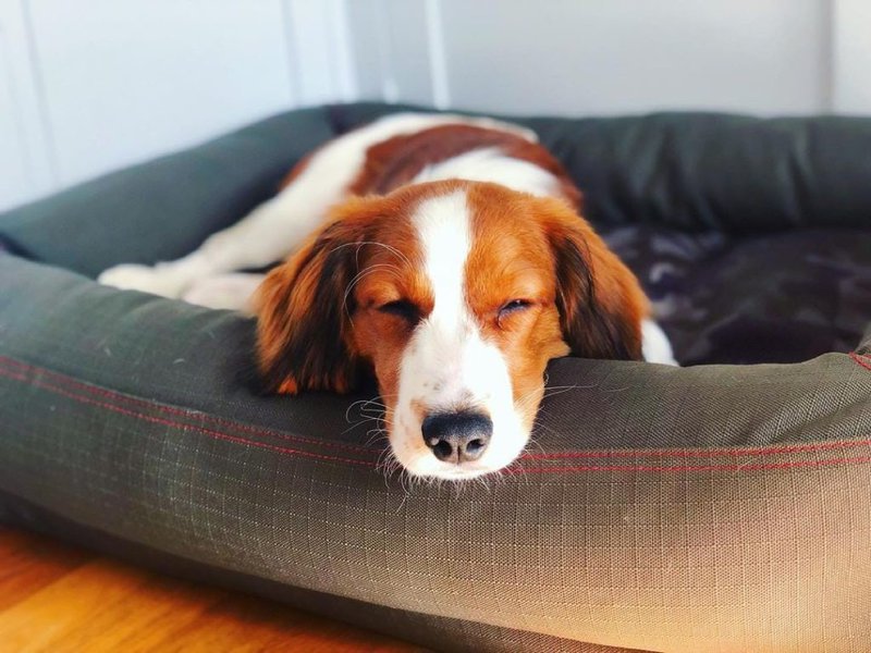 Do Puppies Pee In Their Sleep? Is It Normal? The Goody Pet