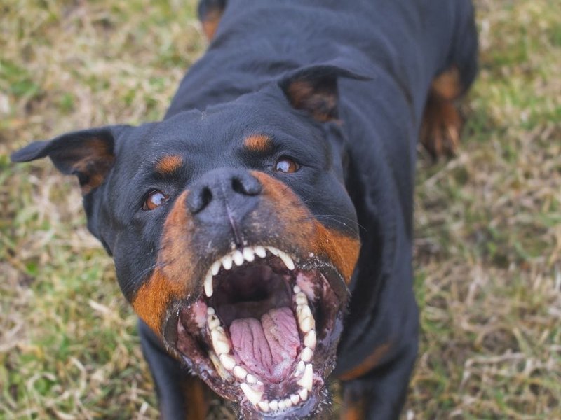 How To Stop Aggression In Small Dogs