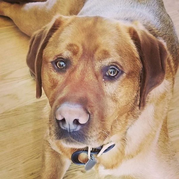 Dog Eye Boogers How To Get Rid Of Them? The Goody Pet