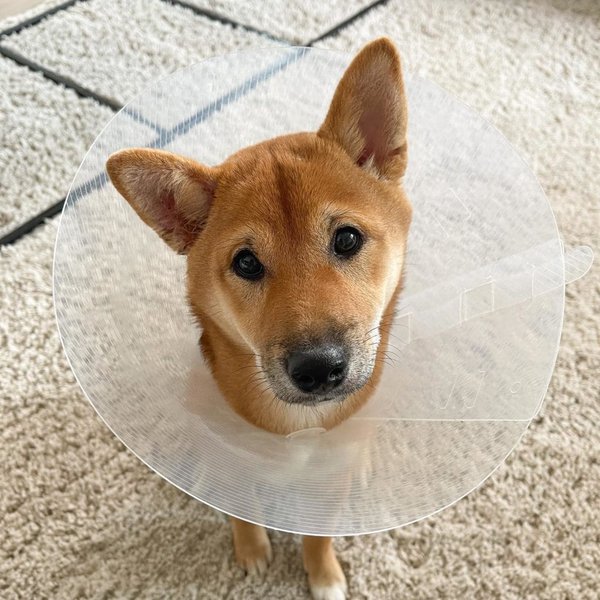 How To Clean A Dog's Ear Infection? Identifying Symptoms And Taking