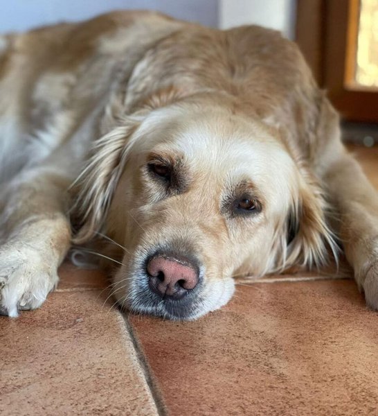 Do Dogs Throw Up Before Giving Birth