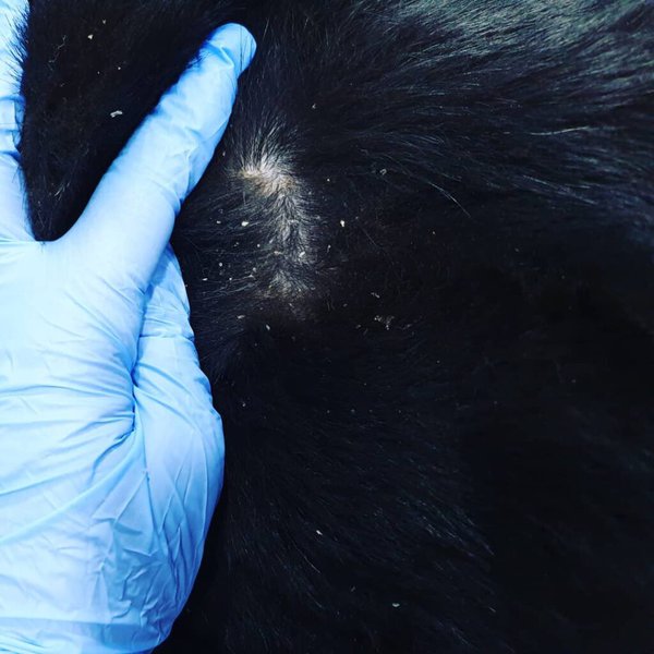 What Is Walking Dandruff On Dogs