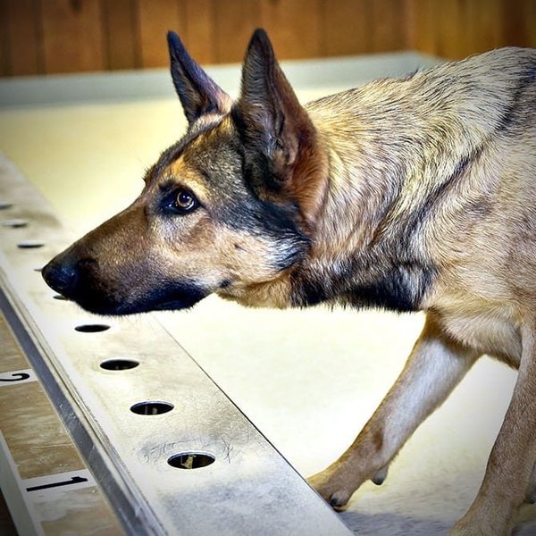 Can Dogs Smell Cancer? Here's How They React The Goody Pet