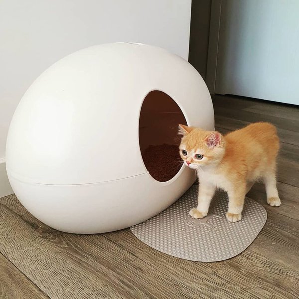 Help! My Cat Is Pooping Outside The Litter Box What Should I Do