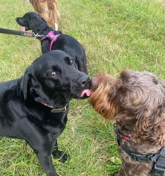 What Does It Mean When A Dog Licks Another Dog