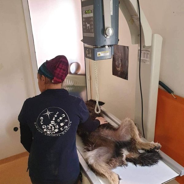 How Much Does Dog XRay Cost? And Its Importance The Goody Pet