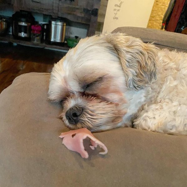 Why Can't Dogs Have Ham? Here's Why They Can't The Goody Pet