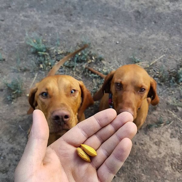 What Happens If A Dog Eats Almonds