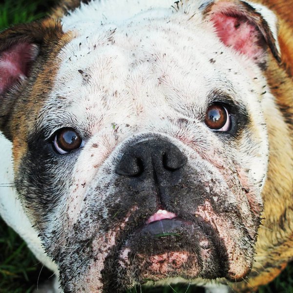 Why Is My Dog Eating Dirt Should I Be Worried? The Goody Pet