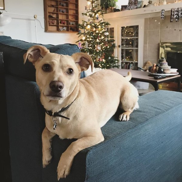 Labrador Chihuahua Mix Your Complete Breed Guide The Goody Pet