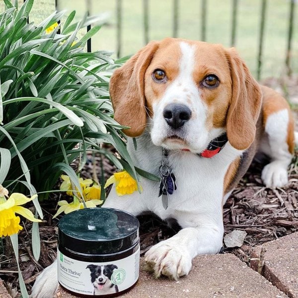 How Much Does A Beagle Cost (March 2023) The Goody Pet
