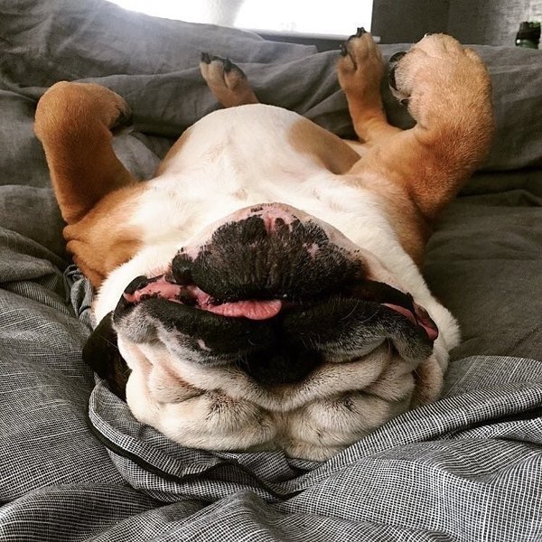 Why Do Dogs Cry In Their Sleep? Spoiler! This Is Normal The Goody Pet