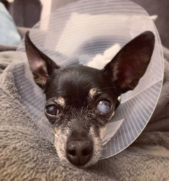 How Much Does A Dog Cataract Surgery Cost? And Its Importance The
