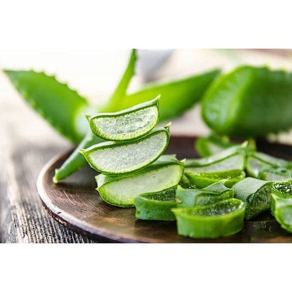 Can Dogs Eat Aloe Vera? Here's Why They Can't The Goody Pet