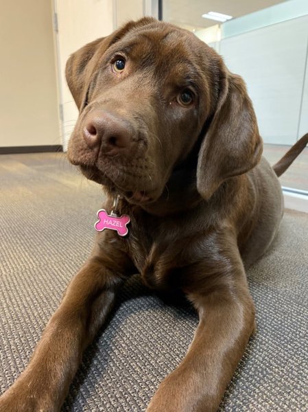 Why Does My Dog Eat Poop Should I Be Worried? The Goody Pet