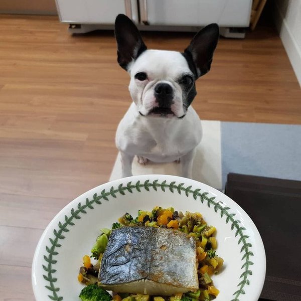 Can Dogs Have Fish? Benefits, Nutrition And Risks The Goody Pet