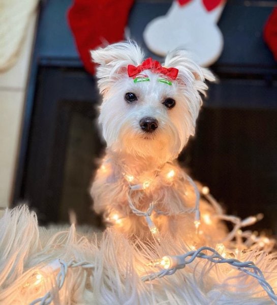 16 Extravagant Colors And Patterns Of A Yorkie The Goody Pet