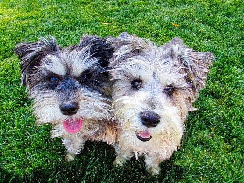 How Much Do Schnauzers Cost (Updated February 2024) The Goody Pet