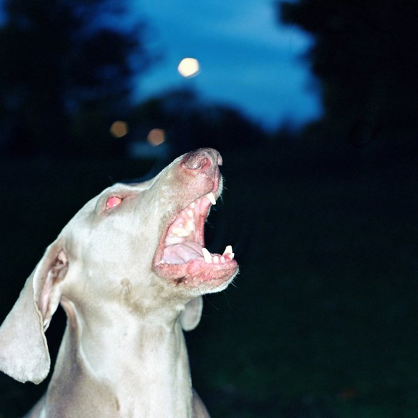 Why Do Dogs Bark At Night? Here's How To Make Them Stop The Goody Pet