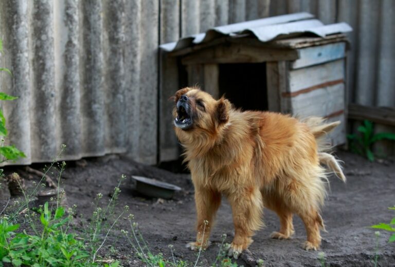Why Do Dogs Bark At Nothing? Here's How You Stop It The Goody Pet