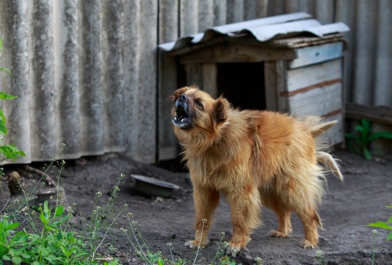 Why Do Dogs Bark At Nothing? Here's How You Stop It The Goody Pet
