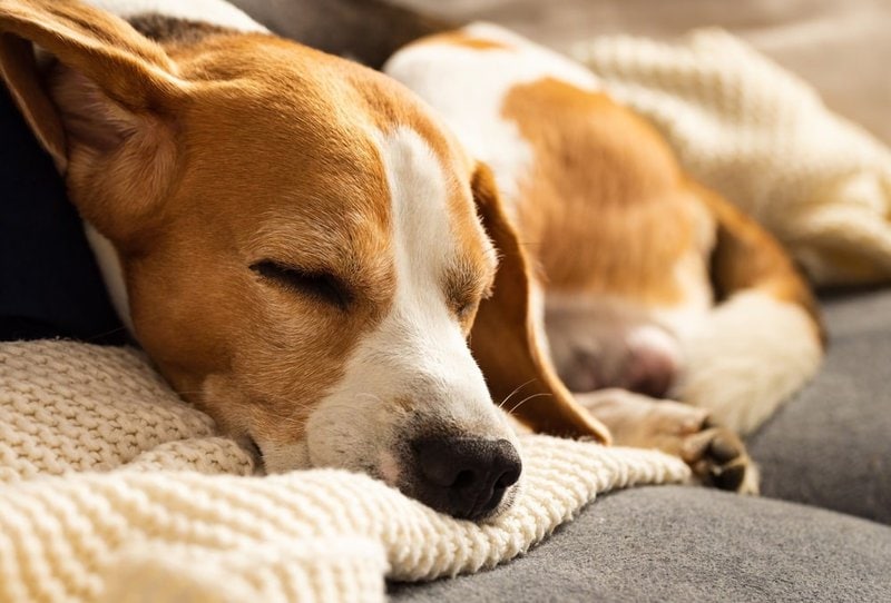 Why Do Dogs Cry In Their Sleep? Spoiler! This Is Normal The Goody Pet