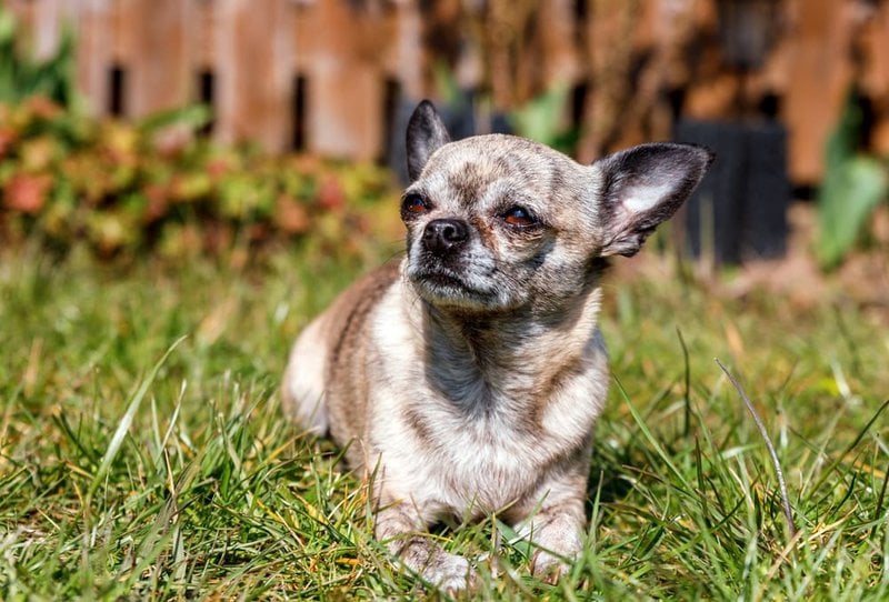 Why Do Dogs Lay In The Sun? Understanding The Secret Behind Sunbathing