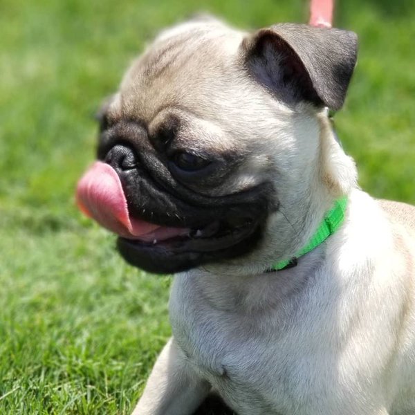 Why Do Dogs Lick Themselves? Should I Be Worried? The Goody Pet