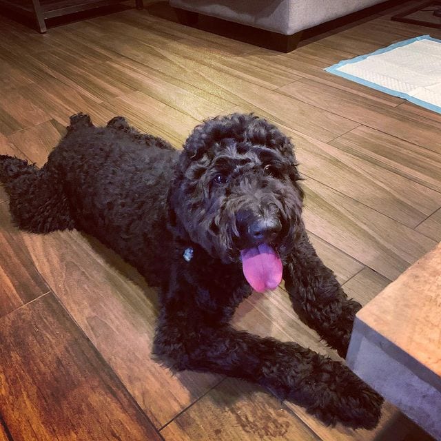 Why Do Dogs Pant At Night Should I Be Worried? The Goody Pet