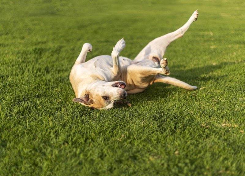 Why Do Dogs Roll In Poop And Dead Things