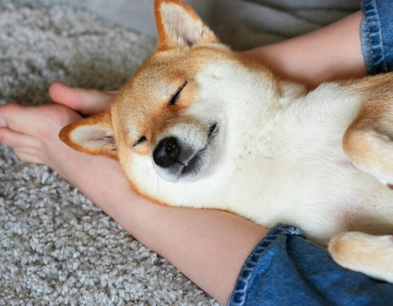 Why Do Dogs Sleep At Your Feet? Understanding This Instinctive Behavior The Goody Pet