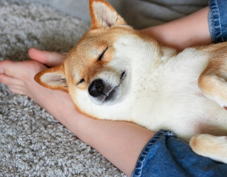 Why Do Dogs Lay On Your Feet