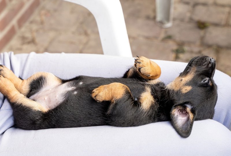 Why Do Dogs Sleep On Their Backs? Here's Why They Love It The Goody Pet