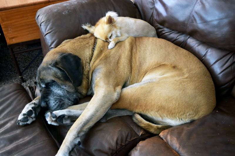 Why Is My Dog Twitching? Understanding Causes And How To Help Your Dog The Goody Pet