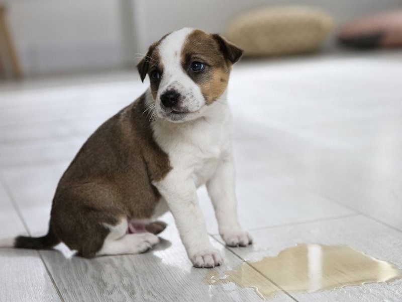 Why Does My Dog Pee In My Friends House