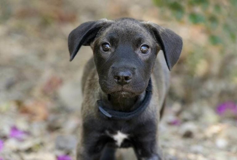 Why Is My Dog Just Staring At Me