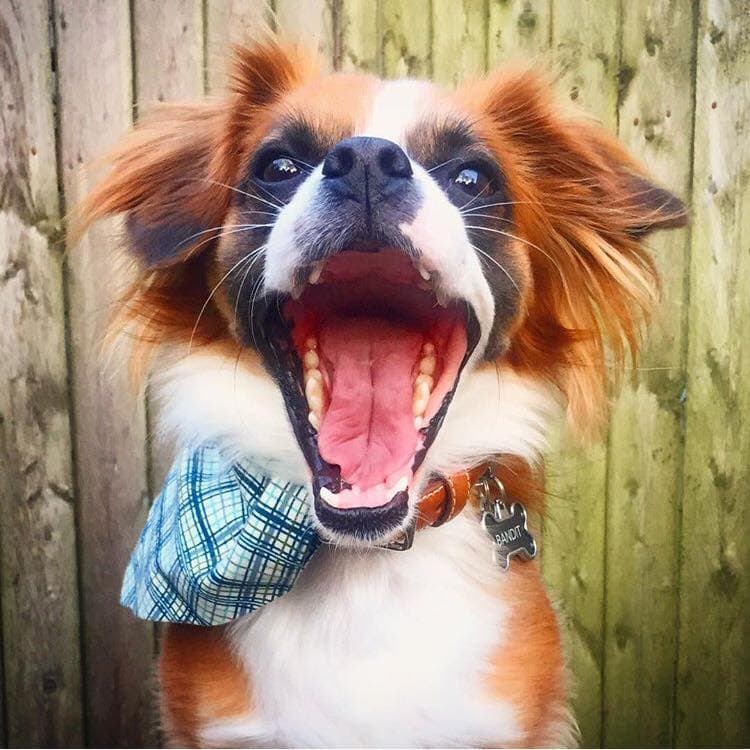 Why Is My Dog Gagging? What Should I Do To Help My Dog? The Goody Pet
