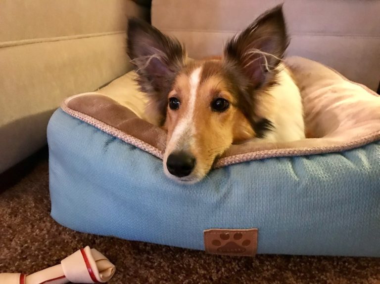 Why Is My Dog Shaking Should I Be Concerned? The Goody Pet