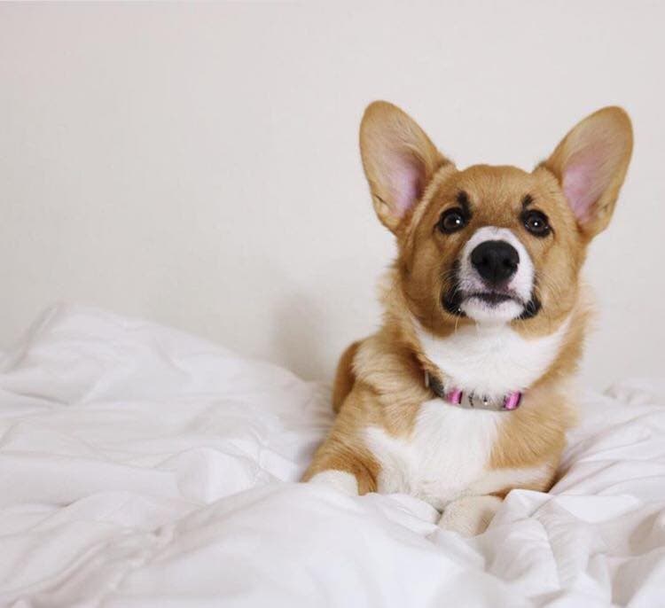 Why Is My Dog Shaking Should I Be Concerned? The Goody Pet