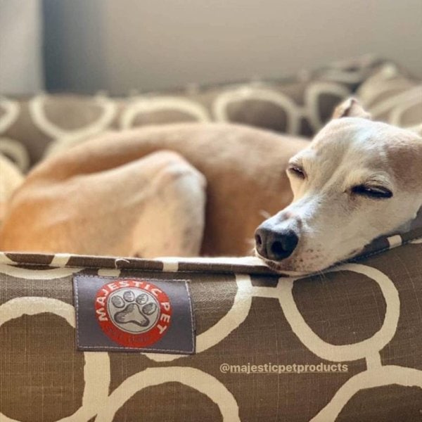 Why Is My Dog Shaking Should I Be Concerned? The Goody Pet