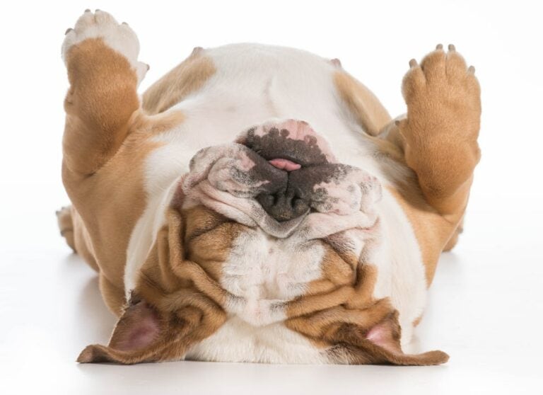 Why Is My Dog Twitching? Understanding Causes And How To Help Your Dog