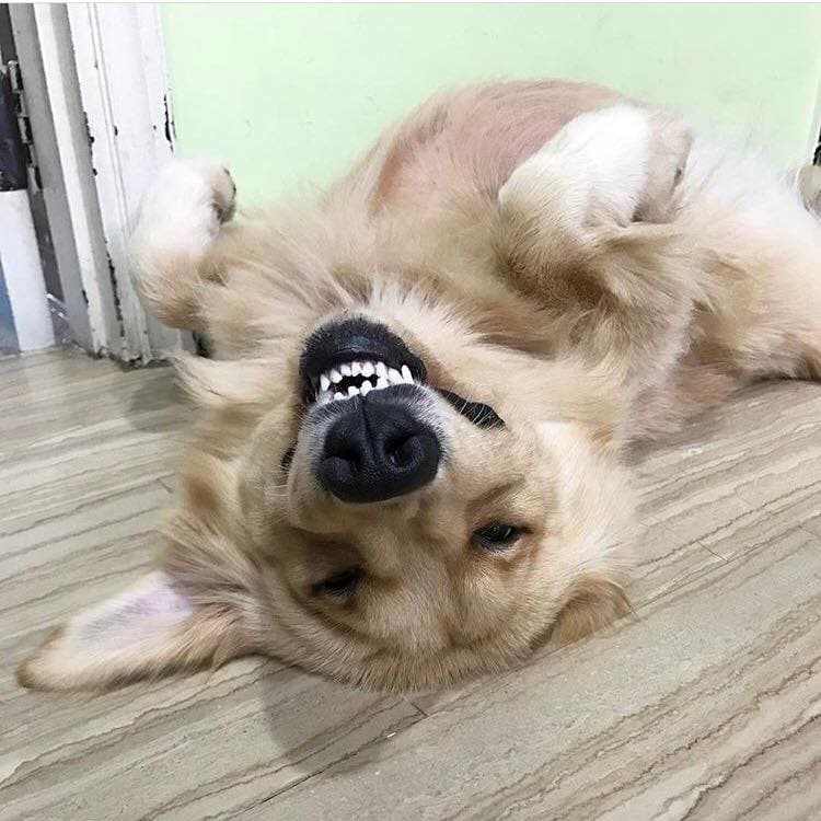 Why Is My Dog Twitching? Understanding Causes And How To Help Your Dog