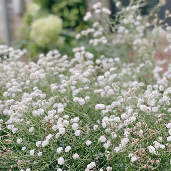 11 Natural Antibiotics For Dogs To Fight Off Infections The Goody Pet