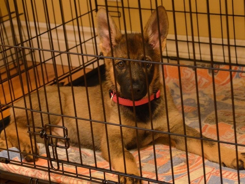 12 Quick Ways To Stop Your Puppy From Peeing In The Crate The Goody Pet