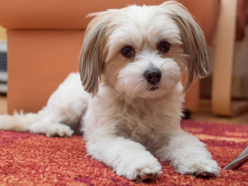 How Much Do Havanese Dogs Cost? (Updated August 2022) The Goody Pet